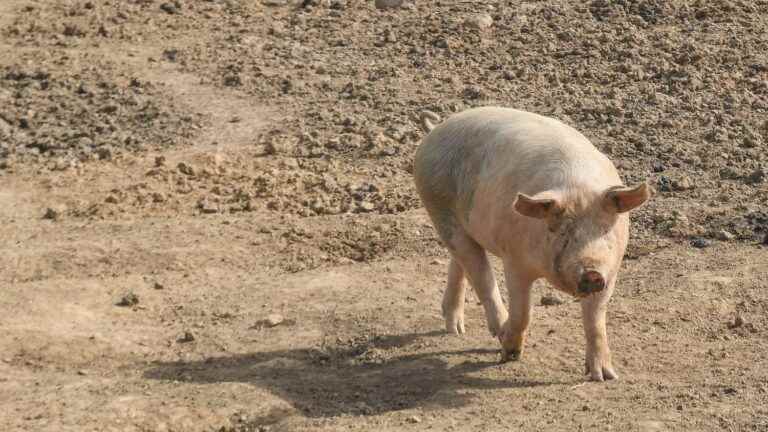 An outbreak of African swine fever detected in Germany, near the French border