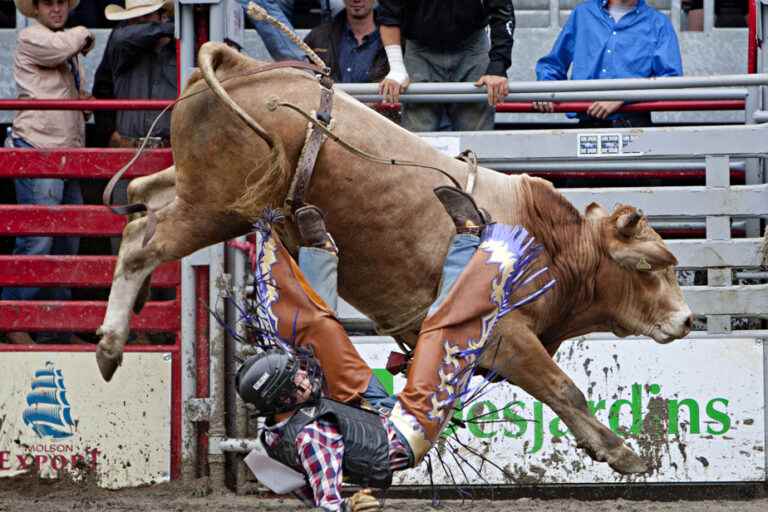 Animal welfare |  The Western Festival of Saint-Tite continued