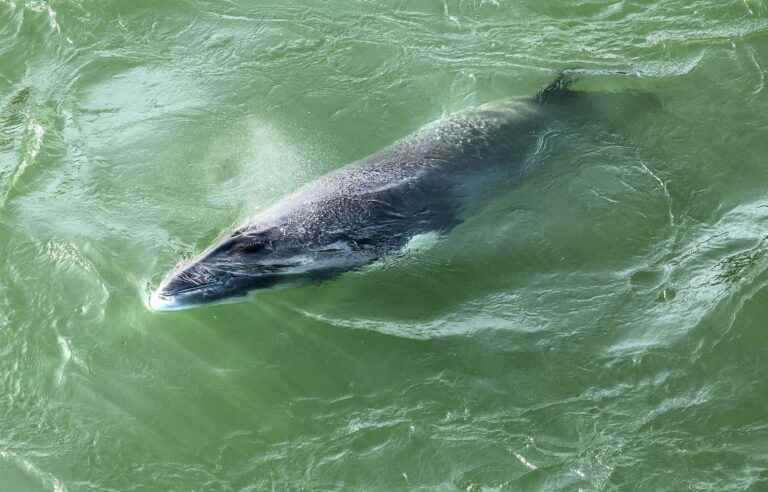 Another whale goes all the way to Montreal