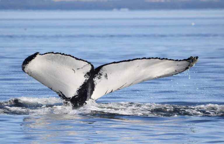 Another whale spotted in Montreal