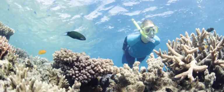 Australia: 91% of the Great Barrier Reef suffered ‘bleaching’