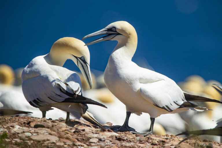 Avian flu |  Birds found dead in the Gaspé and the Magdalen Islands