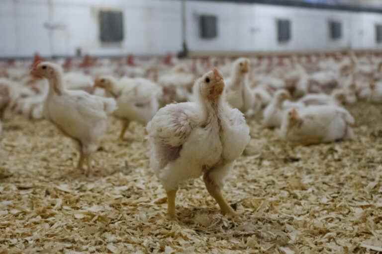 Avian flu virus |  Contagious in poultry, benign in humans