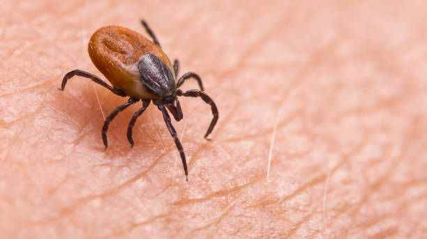 Avoid the tick bite