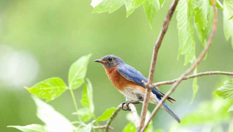 Birds in Occitan