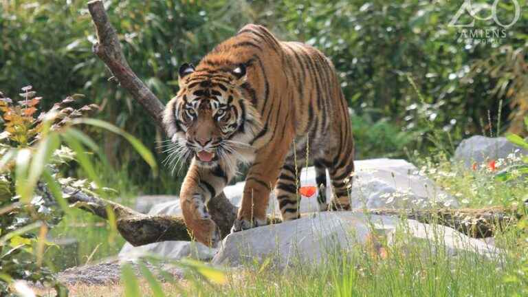 CONTEST Wild Nights at Amiens Zoo