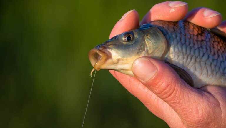 Can you catch a fish other than by the mouth?