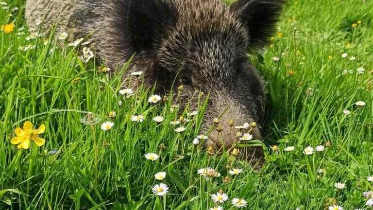 Capture her or let her go?  “Titine”, the wild boar is debated in Saint-Valéry-sur-Somme