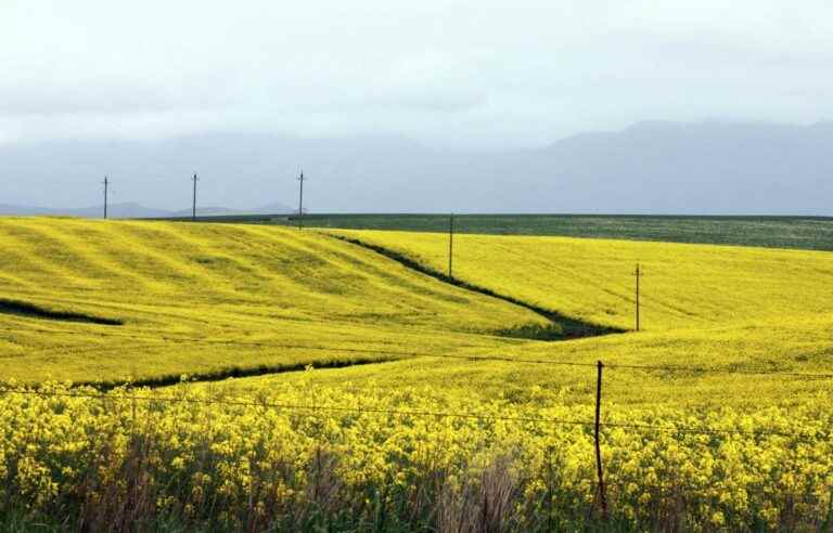 China lifts ban on Canadian canola imports