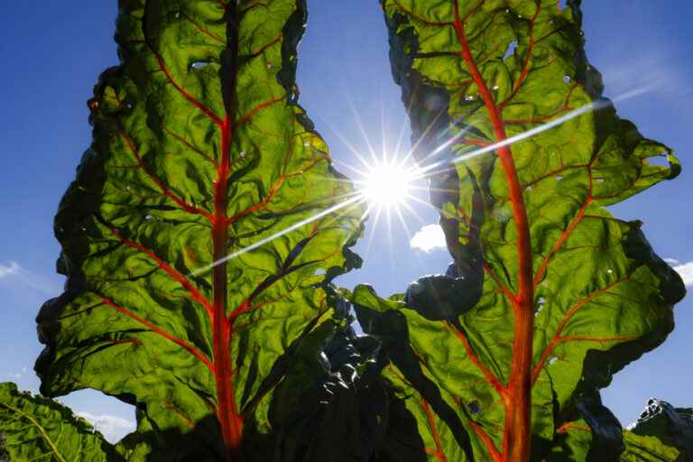 Colorful plants in the vegetable garden