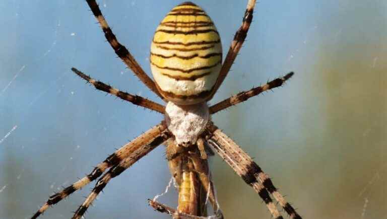 Discovering spiders around Lac d’Aubusson d’Auvergne