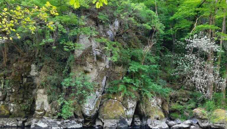 Discovering the Fougères in the Gorges de la Sioule