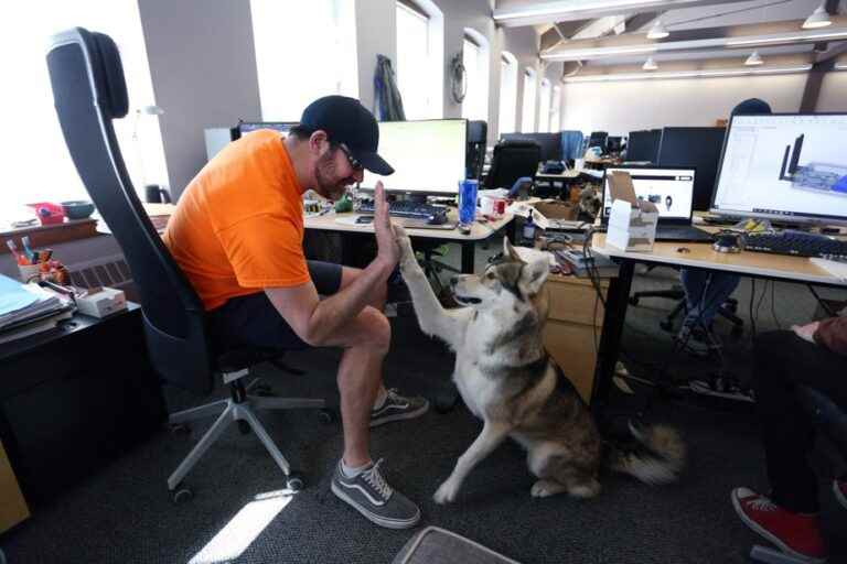 Dogs invite themselves to their master’s office