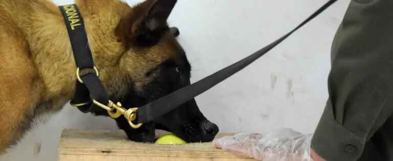 Drug dealer freed because sniffer dog ate some of drug seized