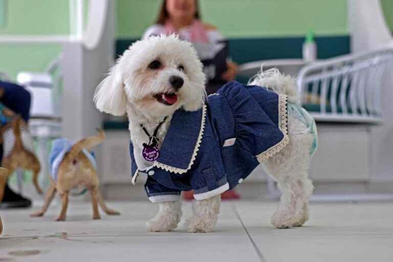 Dubai |  The dogs take their coffee break in an exclusive restaurant