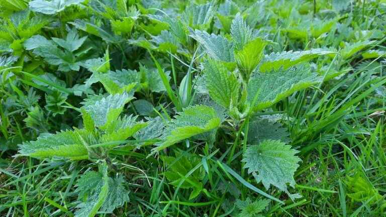 Eat nettle, the queen plant for your health