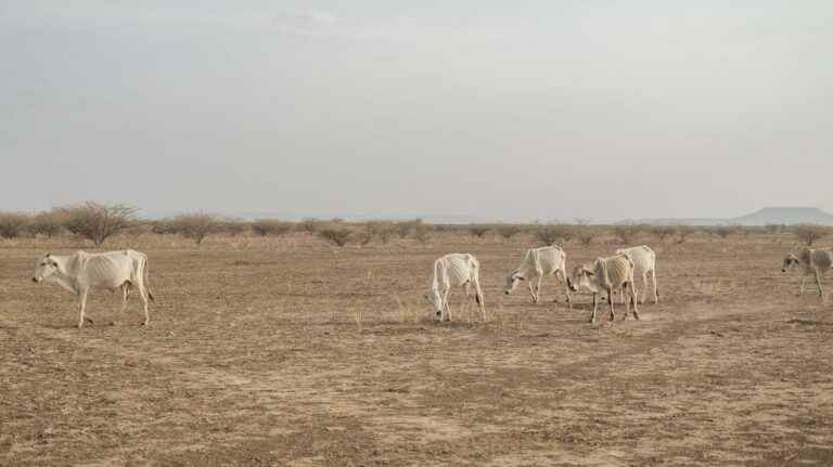 Ethiopia’s drought is destroying centuries-old way of life of southern nomadic herders