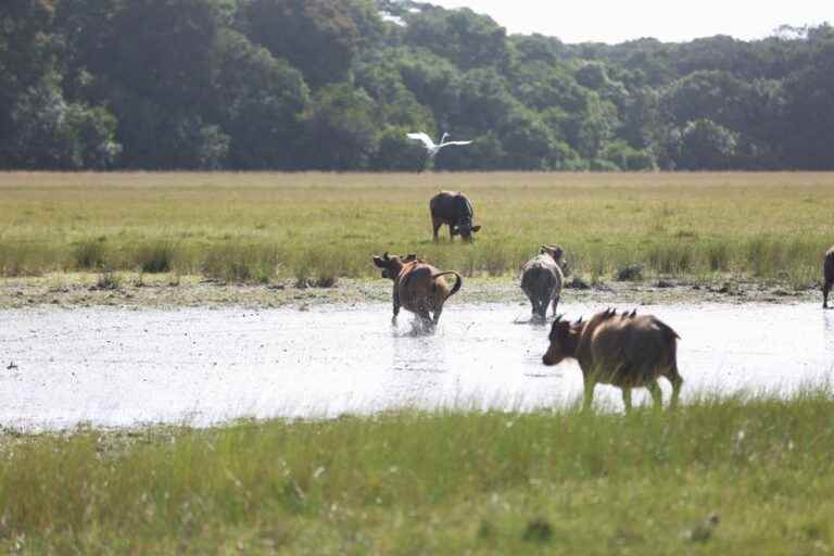 Famine risk exacerbated by another poor rainy season