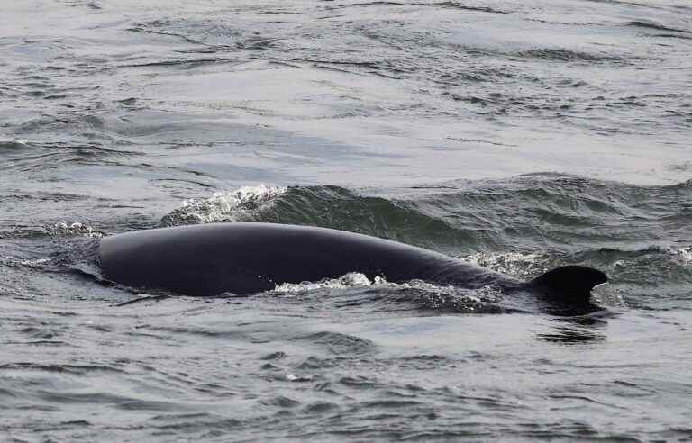 Fisheries and Oceans says it is ensuring the safety of Montreal’s minke whales