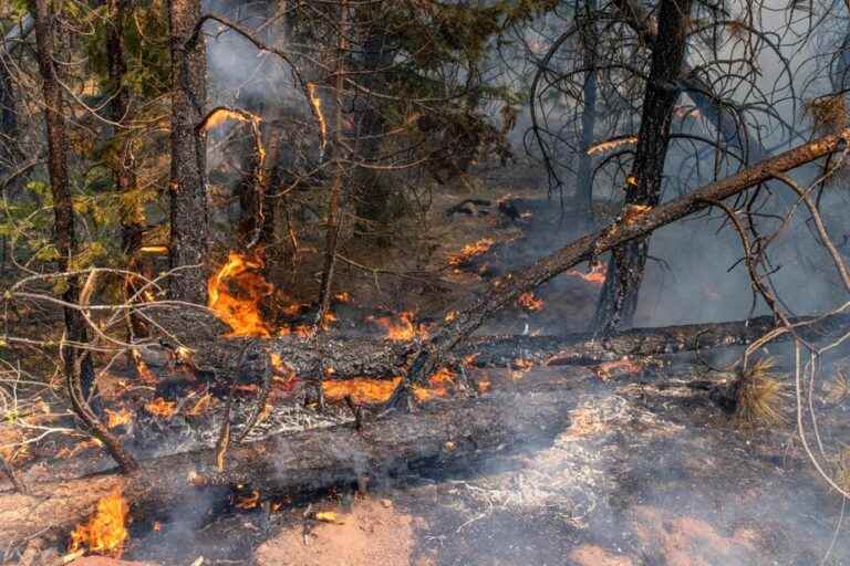 Forest Fire Risks |  Open fires banned in several regions of Quebec