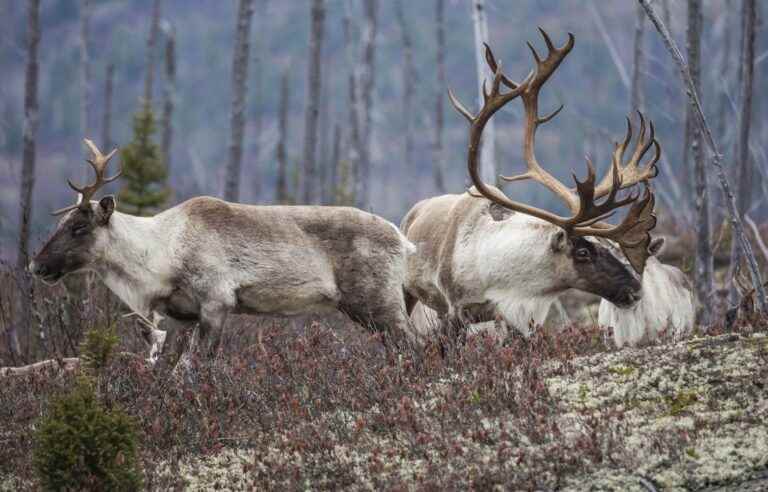 Formal notice by the Innu against the Government of Quebec for the protection of caribou