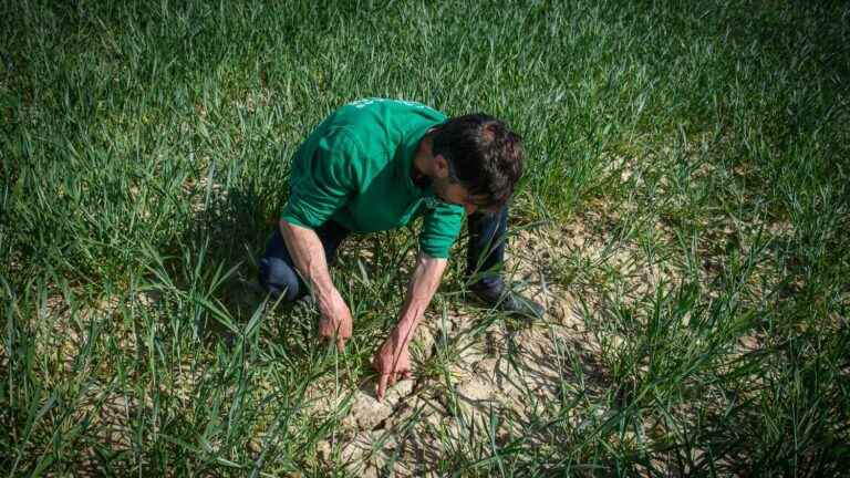 France in the grip of a heat wave that worries farmers