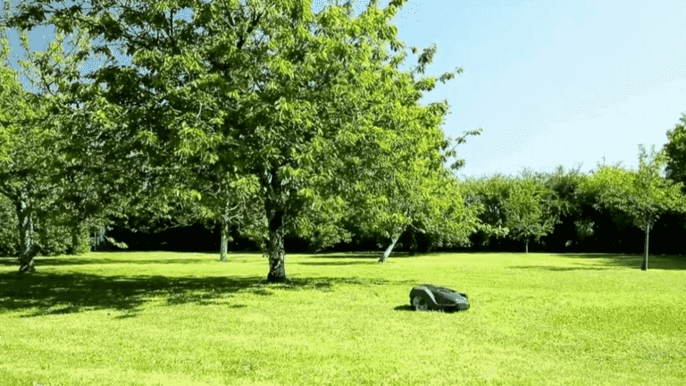 Gardening: the robot mower seduces lawns