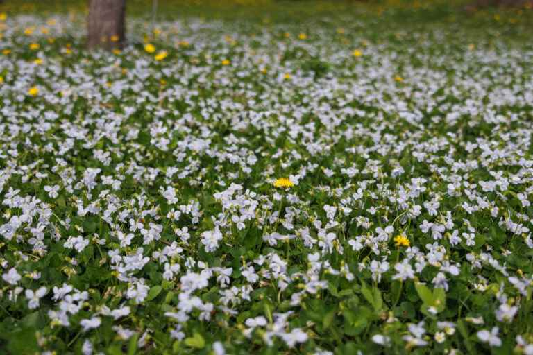 Grass that is both less and greener