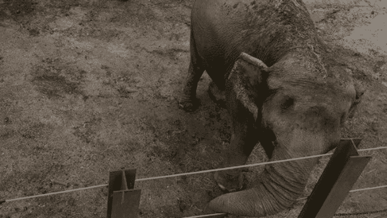 Happy, the star elephant at the Bronx Zoo that animal rights activists want to have recognized as a legal entity