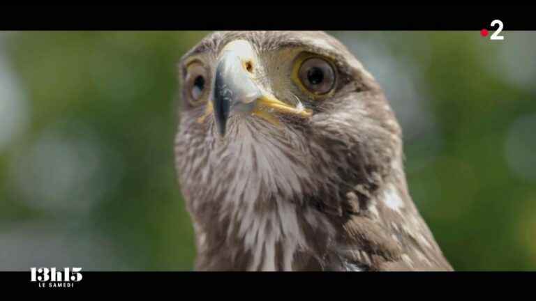 Harris’s buzzards trained to scare away pigeons and gulls above the terraces of a large hotel