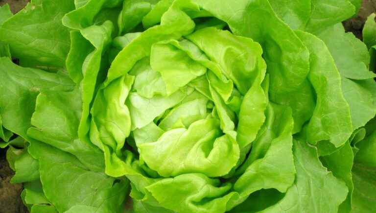 Have you seen my lettuce?