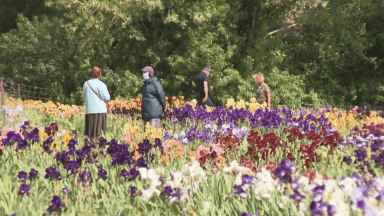 Hérault: an iris collector opens the doors of his garden in Gignac