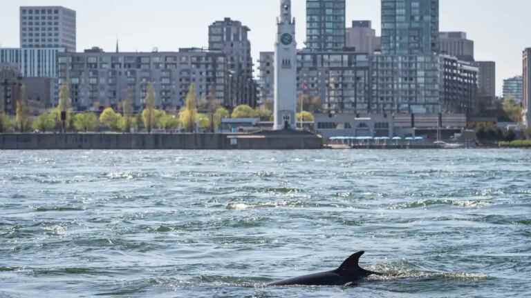 Here’s why the two minke whales are very likely to die