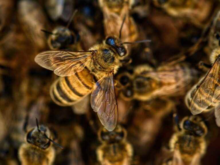 Hives fall from a truck, bees escape and attack the villagers!