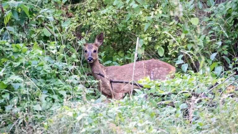 How did a “drunk” deer end up in the city center of Vernon, in the Eure?