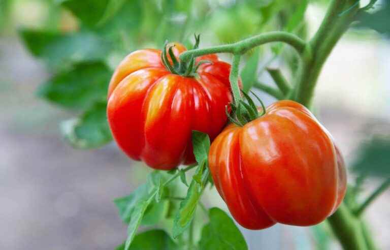 How to get extra sweet tomatoes in your vegetable garden?