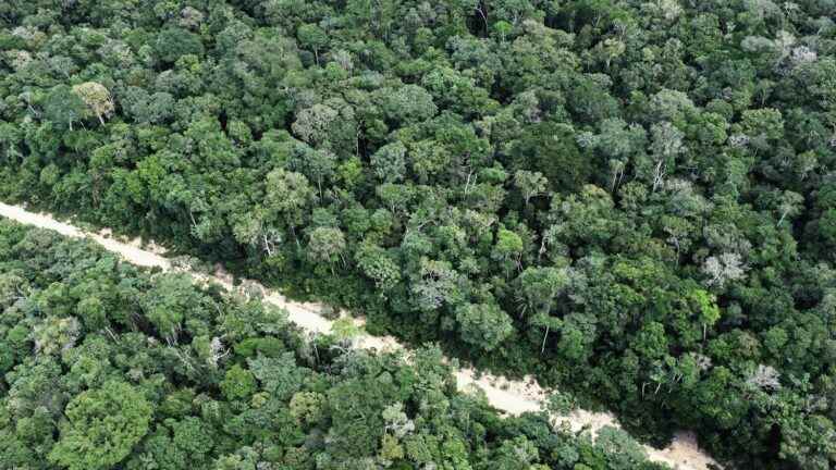 In Bolivia, the remains of a lost civilization discovered in the Amazon thanks to laser technology