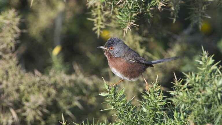 In England, the Dartford warbler, a small bird that disappeared 60 years ago, is back