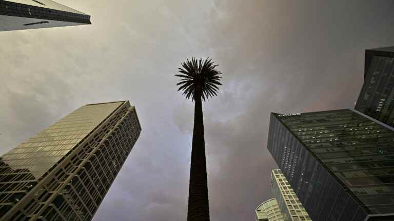 In Mexico, palm trees victims of “pink rot” disappear from the streets of Mexico City