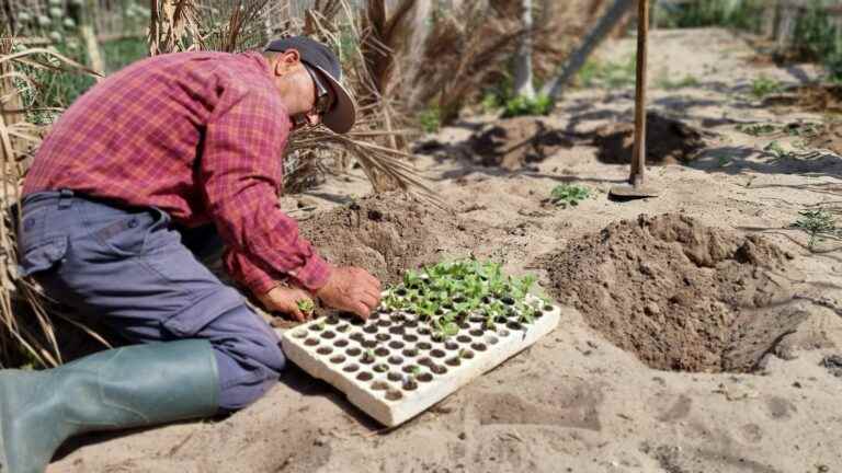 In Tunisia, about forty farmers are trying to preserve “ramli”, a traditional technique of agriculture on sand