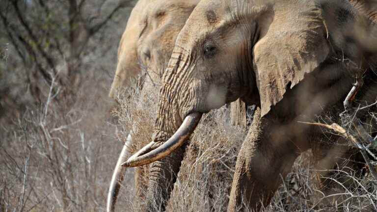 In Zimbabwe, the government is campaigning to lift the international ban on the sale of ivory