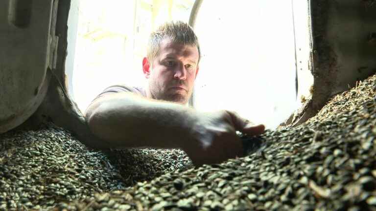 In the Drôme, farmers are surfing on the sunflower shortage and converting the land