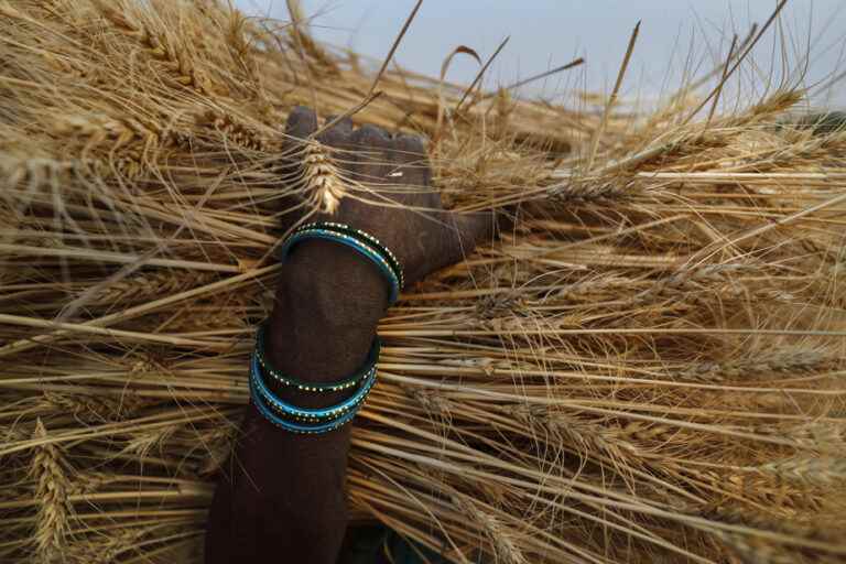 India bans wheat exports