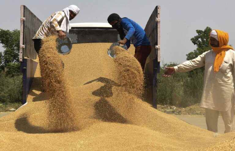 India bans wheat exports, G7 alarmed by worsening crisis