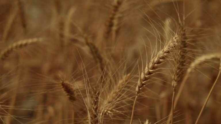 India wants to become the world’s new wheat supplier