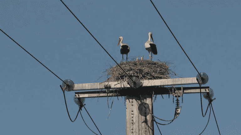 Isère: the delicate rescue of a couple of storks installed on an electric pylon