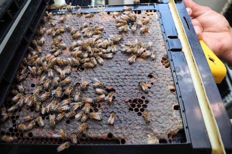 Israel |  Robotized hives to preserve bees