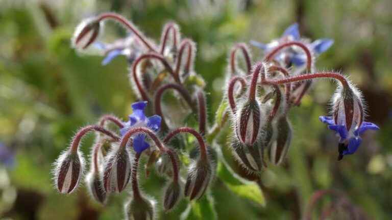 Learn to recognize and cook wild and edible plants with Christine Spohn