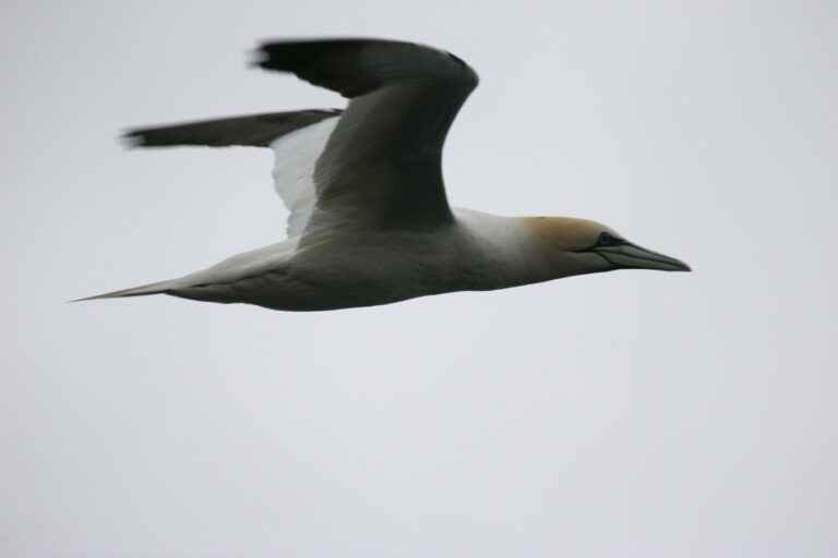 Magdalen Islands |  Bird flu detected in gannets found dead