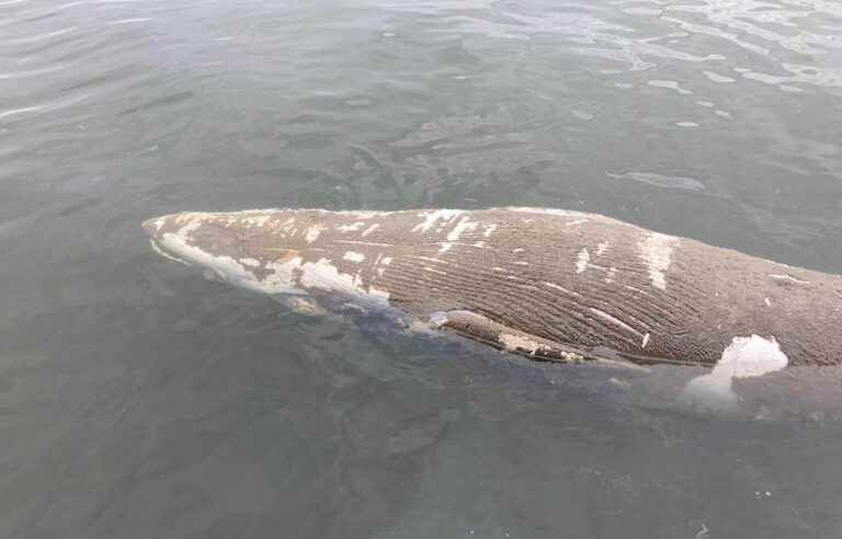 Minke whale found dead near Contrecoeur